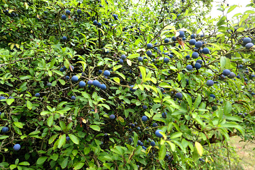 Blue fruits of  blackthorn (Prunus spinosa). Also known as Sloe.