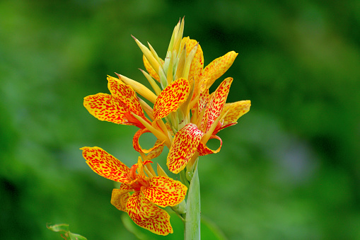 Canna, or Canna lily, is rhizomatous perennial with tropical-like foliage and large flowers that resemble iris flowers, which come in shades of red, pink, orange, yellow, brown and white colors. Although canna is originally plant of tropics, most cultivars have been developed in temperate climates and are grown now in most countries of the world.