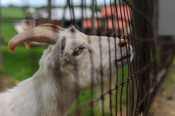 1/3200 sec at f/4.0, ISO 400     4256 x 2832   White Goat behind fence
