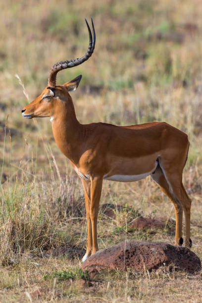 istock African Impala with closed eyes 1271317993