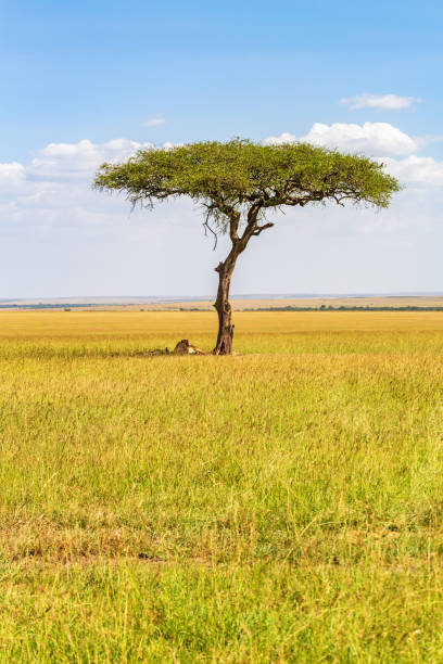 istock Single tree and resting lions in the shade at the savanna 1271318067