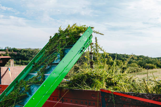 istock Harvester working on a hemp field- cannabis 1271318770