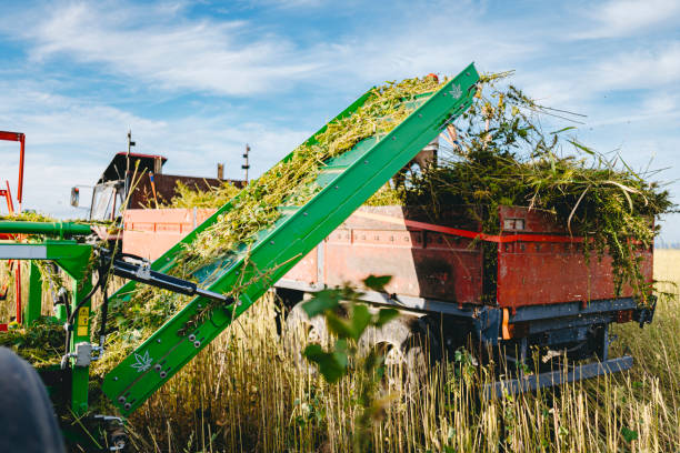 istock Harvester working on a hemp field- cannabis 1271319049