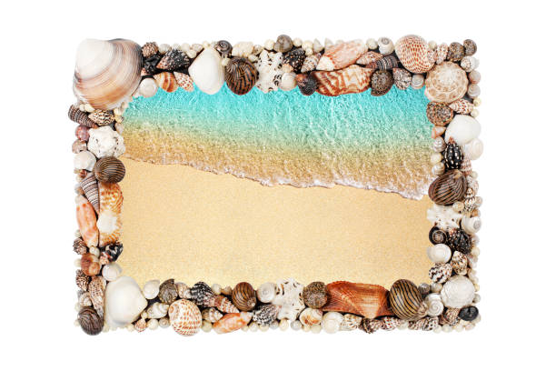 istock Sea shells frame white background isolated closeup seashells border, blue wave texture, sand beach, turquoise ocean water, summer holidays postcard, tropical island vacation, travel banner, copy space 1271319070