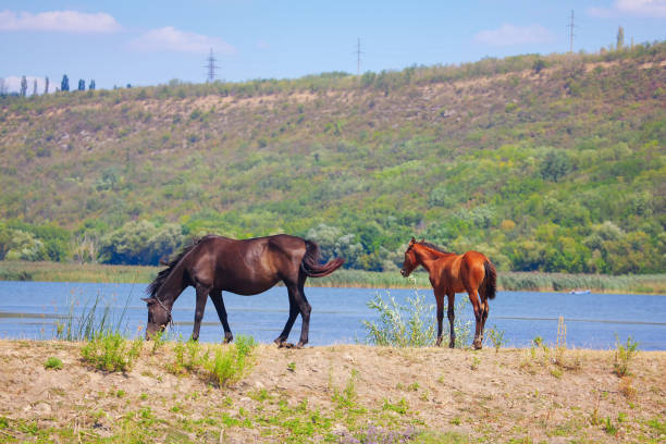 istock Mare and foal on the riverside 1271319466