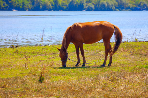 istock Young mare grazing on the riverside 1271319469