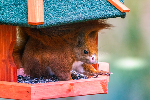 Red squirrel in the bird feeder