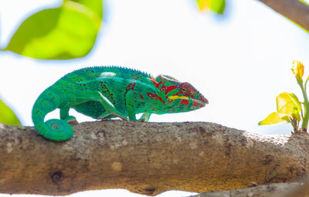 istock Chameleon on acacia tree - Panther chameleon (Furcifer pardalis) 1271320486