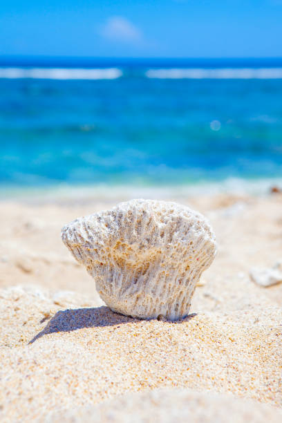 hand with white corals and shells against thai beach and blu ocean