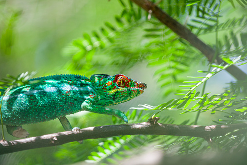 Step into the captivating world of the panther chameleon, where nature showcases its remarkable artistry through an extraordinary range of patterns and colors. With its stunning ability to adapt and transform, this remarkable reptile becomes a living canvas, mesmerizing observers with its kaleidoscope of hues. From vibrant reds and oranges to striking blues and greens, the panther chameleon effortlessly commands attention with its chromatic mastery. Each intricate pattern and gradient seems to tell a unique story, reflecting the chameleon's environment and mood. Watch in awe as its skin changes with precision, effortlessly blending into its surroundings or boldly standing out in a vibrant display of nature's beauty. Explore the myriad of possibilities that arise from this creature's ever-changing palette, captivating both the eye and the imagination. Witness the panther chameleon's vibrant presence, a testament to the endless wonders of the natural world and the boundless creativity it holds.