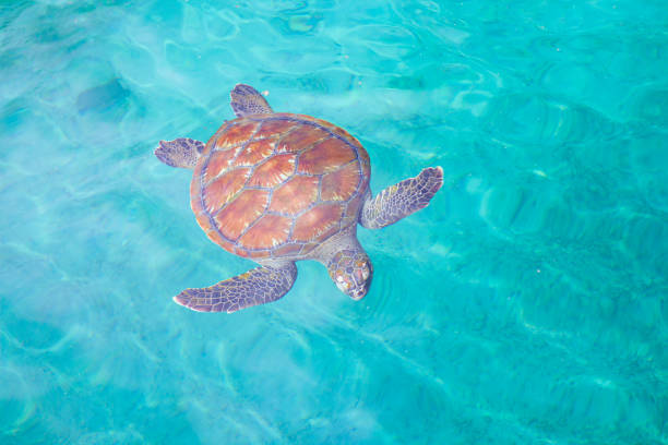 istock Hawksbill sea turtle in Reunion Island. 1271320541