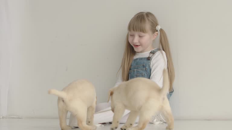 Funny labrador puppies are pulled by the laces of a girl