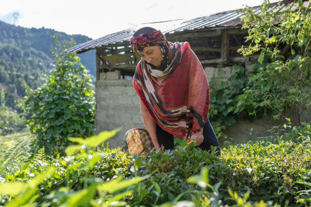 Women collecting green tea and she wearing traditional clothing Women collecting green tea and she wearing traditional clothing camellia sinensis photos stock pictures, royalty-free photos & images