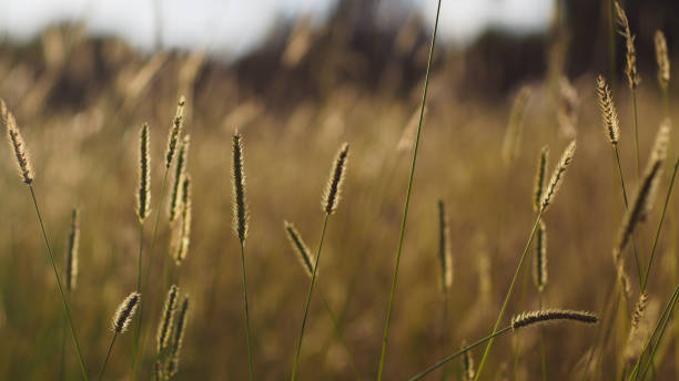 istock Wheat-like plant stems 1271322673