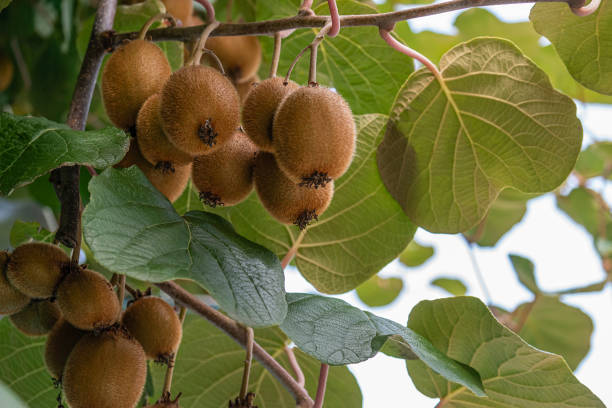Many kiwis growing well in kiwi tree.