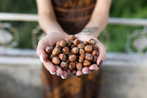 Women holding fresh hazelnut
