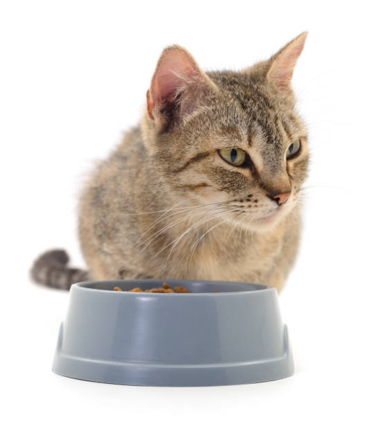 istock Cat eating dry food. 1271325057