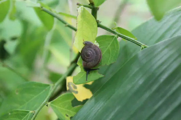 Photo of The snail is eating the​ plant​ or​ green leaves.