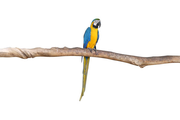 istock Macaw parrots stand on the branches​ with​ white​ background.​ isolated​ parrot.​ Brids. 1271327049