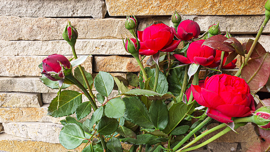 A branch with buds and opened roses against the background of a stone wall. Flowers grow naturally. Country cottage area. Summer.