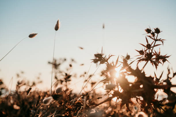 istock brown leaves and plants at sunset 1271328748