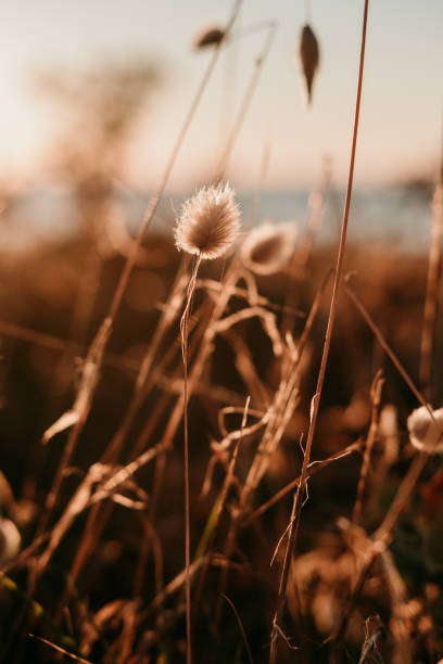istock brown leaves and plants at sunset 1271328757