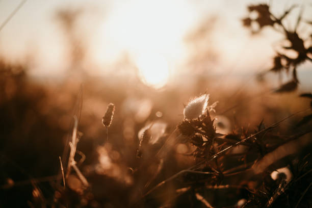 istock brown leaves and plants at sunset 1271328766