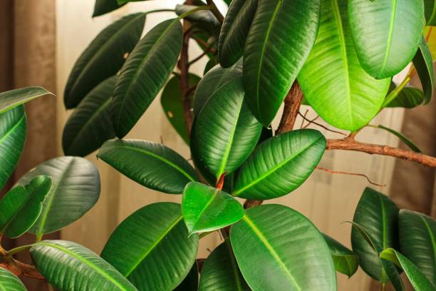Ficus elastic plant rubber tree in a flower pot by the window with brown curtains. Concept of staying physically apart, at home, social distancing, quarantine during pandemic of coronavirus COVID-19.