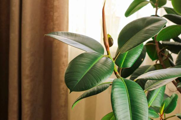 istock Ficus elastic plant rubber tree in a flower pot by the window with brown curtains. Concept of staying physically apart, at home, social distancing, quarantine during pandemic of coronavirus COVID-19. 1271329012