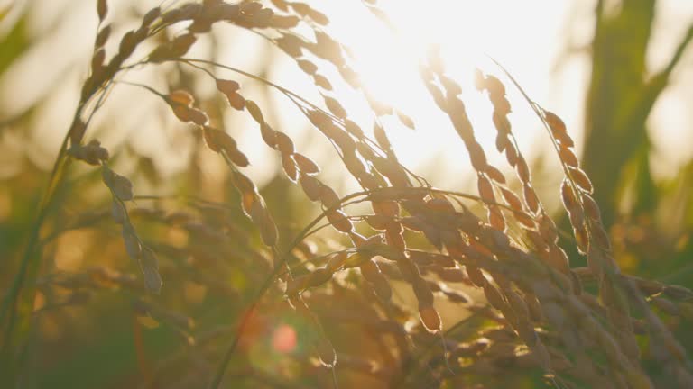 The rice grown in the wind and the sky at dusk