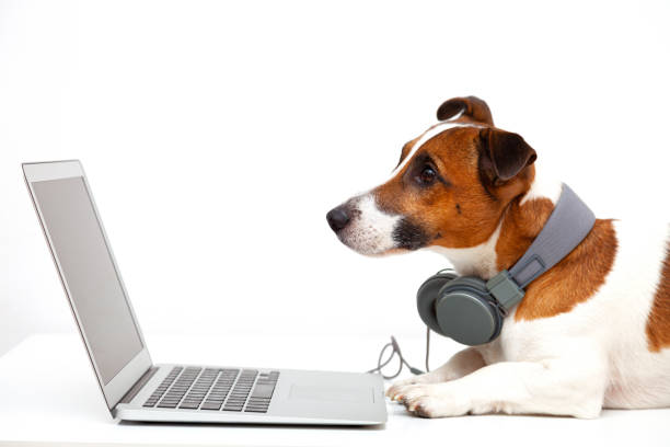 dog at laptop - white dog audio imagens e fotografias de stock