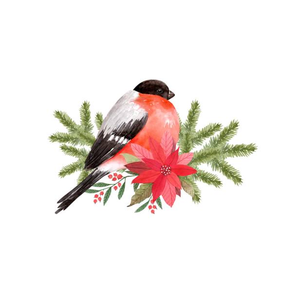 bildbanksillustrationer, clip art samt tecknat material och ikoner med jul akvarell illustration av fågel bullfinch på gran grenar för festlig inredning, isolerade på vit bakgrund - domherre