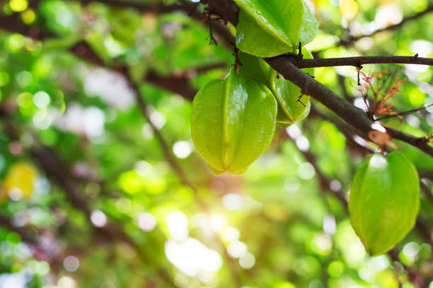 istock Fresh green carambola on tree 1271331214