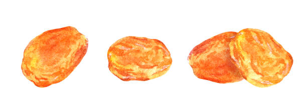 illustrations, cliparts, dessins animés et icônes de fruits d’abricot séchés. ensemble de nourriture d’aquarelle - abricot sec