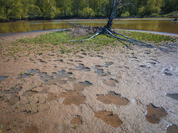 istock Withered tree on swampy river bank or lake. 1271331994