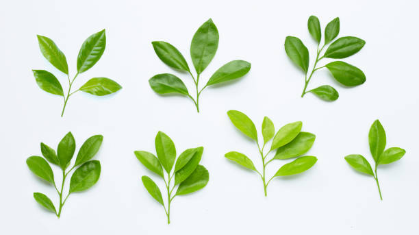 istock Citrus leaves on  white background. 1271332087