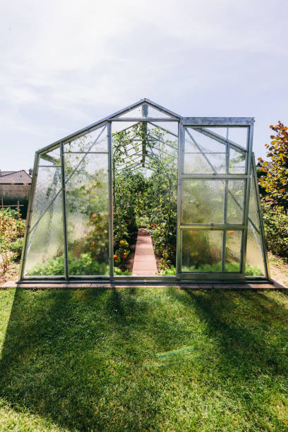 istock Backyard greenhouse with tomato growing 1271332527