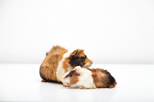 Guinea Pig Mother and Little Puppy
