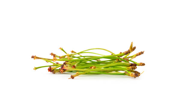 Cherry Stems Heap Isolated on white background
