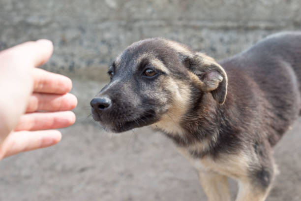 istock hand reaches for a stray little stray dog 1271336724