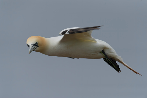 Gannet in fly