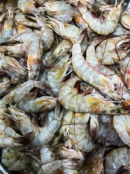 big size fresh Prawns (chemmeen) shrimps captured from the fish market Abudhabi on 031019