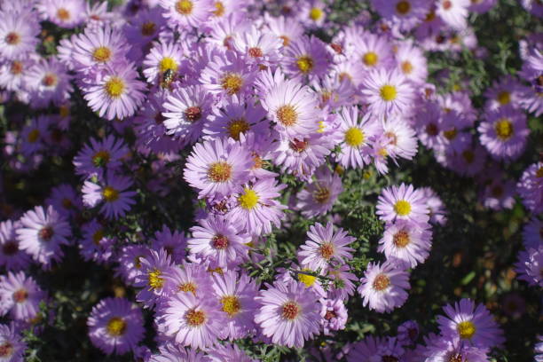 istock Blooming pink Michaelmas daisies in mid October 1271337208