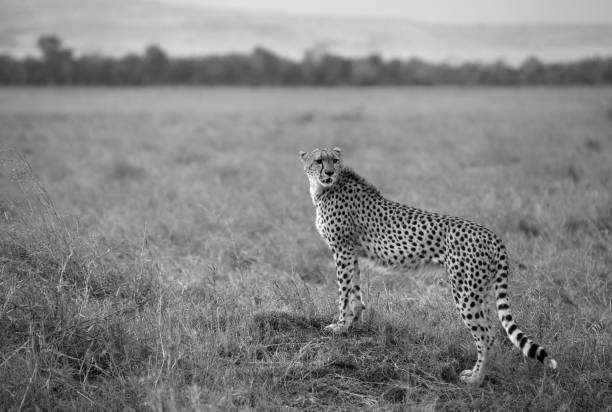 istock Cheetah observing the surrounding at Masai Mara 1271338142