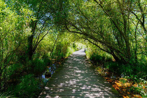 Wooden pathway among green forest in la test de buch near Arcachon france