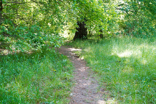 natural pathway though park forest outside in sunny summer day