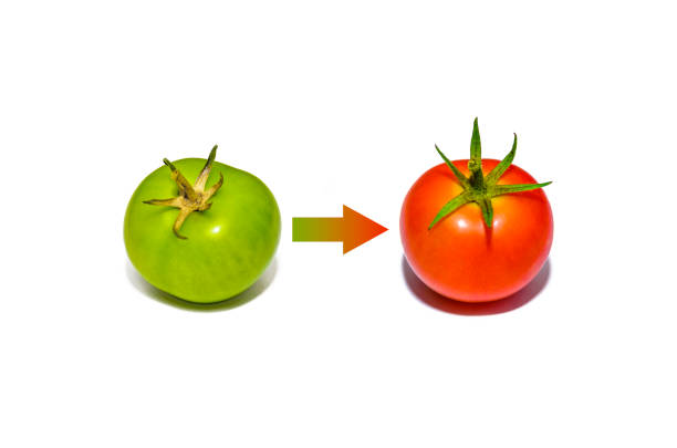 red tomato evolution - evolution progress unripe tomato stock-fotos und bilder