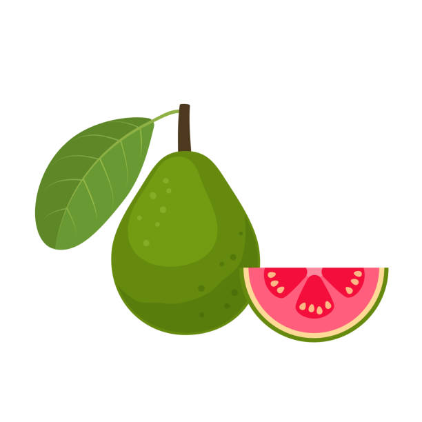 Hojas De Guayaba - Banco de fotos e imágenes de stock - iStock Hojas De Guayaba - Banco de fotos e imágenes de stock - iStock