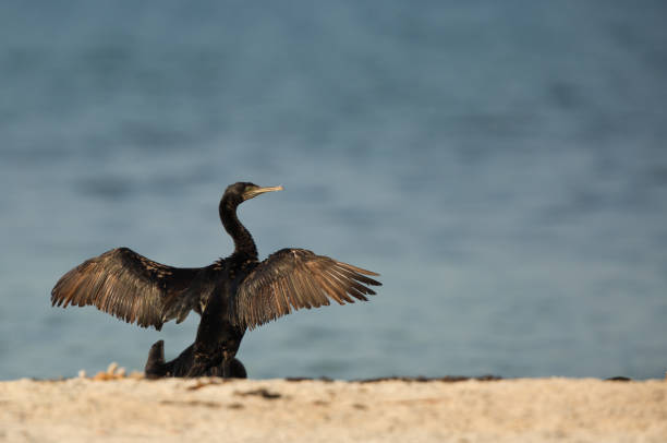 istock Socotra cormorant, Bahrain 1271341297