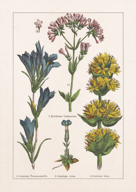 Magnoliids, Gentianaceae, chromolithograph, published in 1895 Magnoliids, Gentianaceae: 1) Centaury (Centaurium erythraea); 2) Spring gentian (Gentiana verna); 3)  Marsh gentian (Gentiana pneumonanthe); 4) Great yellow gentian (Gentiana lutea). Chromolithograph, published in 1895. drawing of a green lisianthus stock illustrations